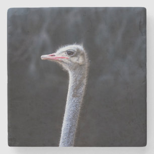 Ostrich Photography Stone Coaster