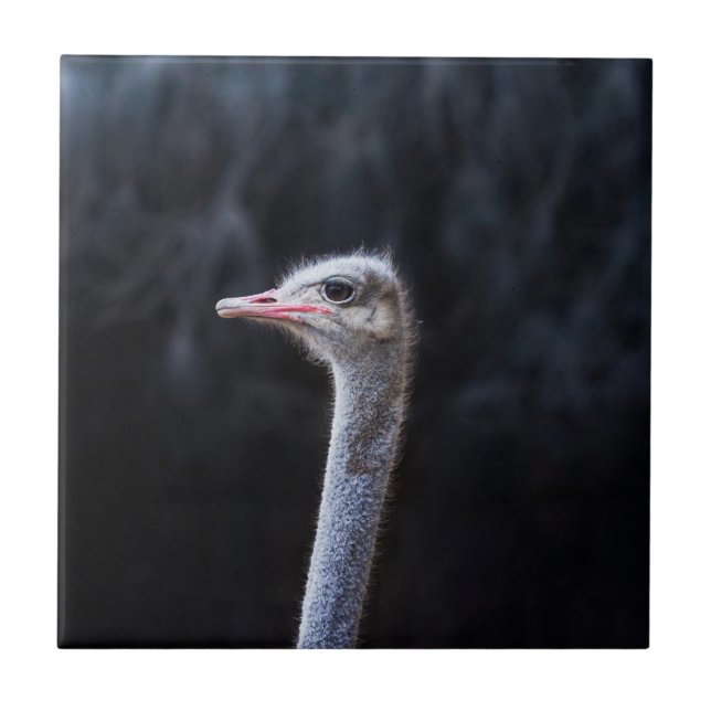 Ostrich Photography Tile (Front)