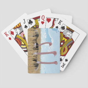Ostrich Playing Cards