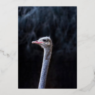 ostrich portrait