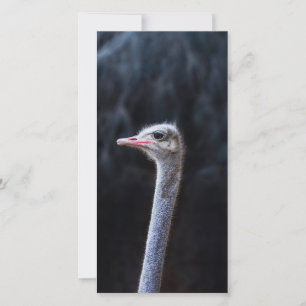 ostrich portrait  