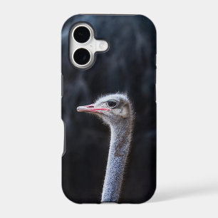 ostrich portrait