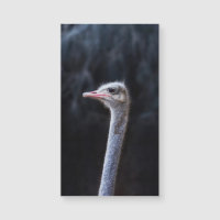 ostrich portrait    