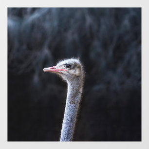 ostrich portrait    