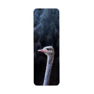 ostrich portrait   