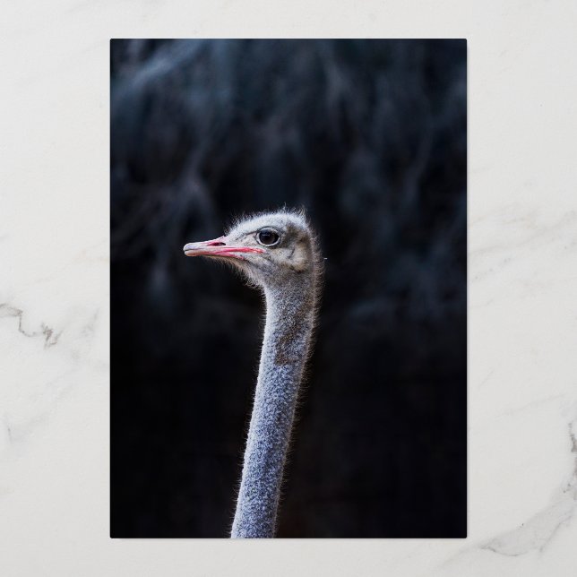 ostrich portrait    (Front)