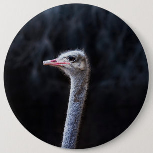 ostrich portrait 6 cm round badge