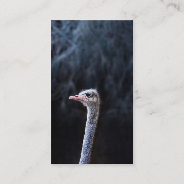 ostrich portrait     advice card (Front)