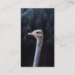 ostrich portrait  business card