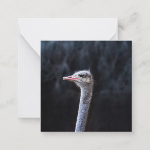 ostrich portrait card
