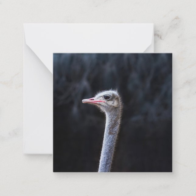 ostrich portrait  card (Front)