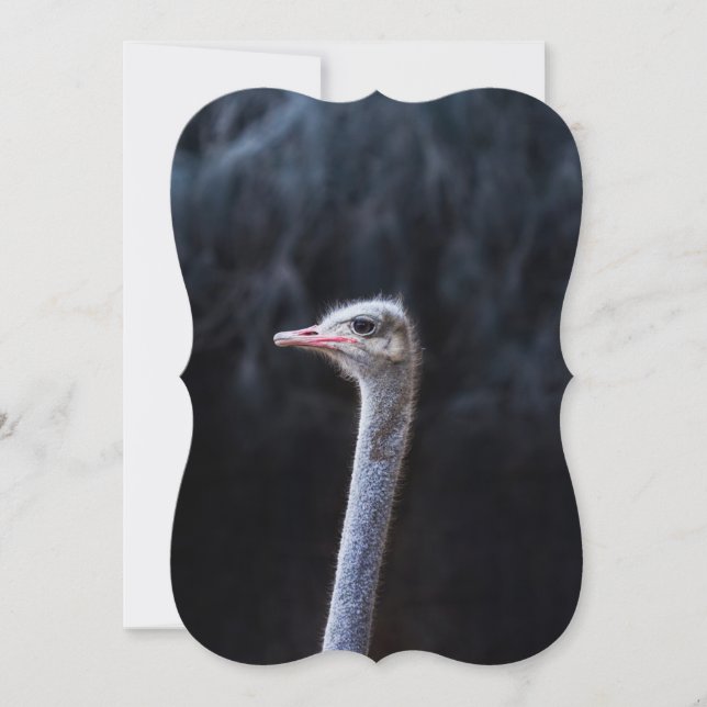 ostrich portrait   card (Front)