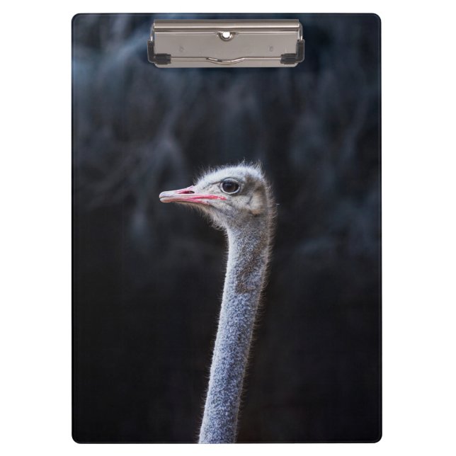 ostrich portrait     clipboard (Front)