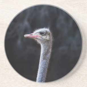 ostrich portrait coaster