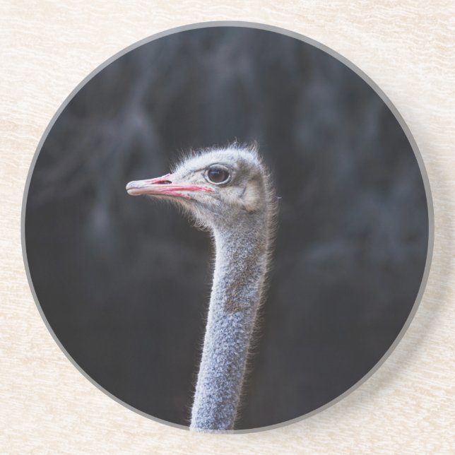 ostrich portrait  coaster (Front)
