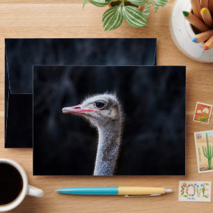 ostrich portrait    envelope