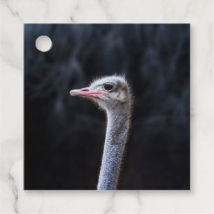 ostrich portrait favour tags