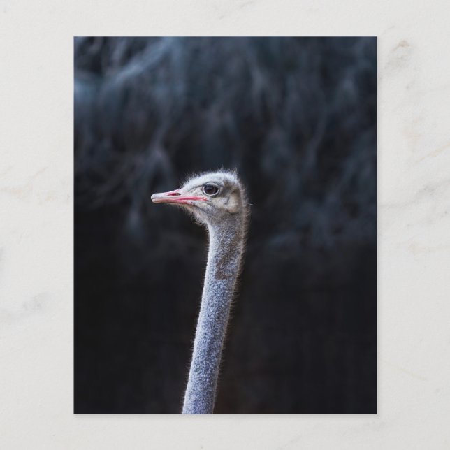 ostrich portrait  flyer (Front)