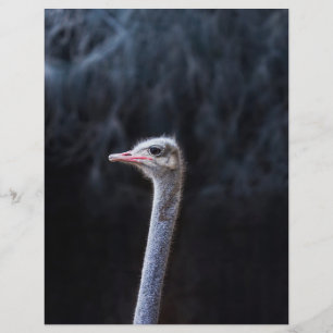 ostrich portrait     flyer