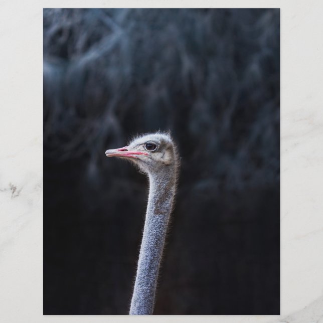 ostrich portrait     flyer (Front)
