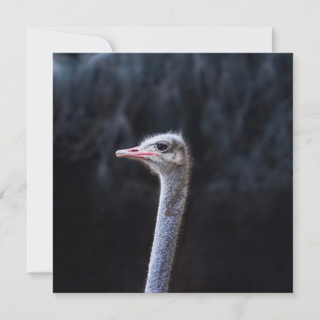 ostrich portrait    invitation (Front)