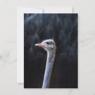 ostrich portrait    invitation