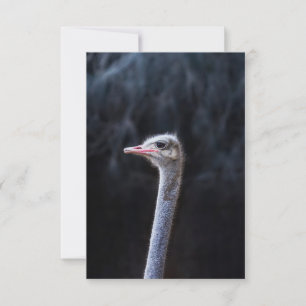 ostrich portrait     invitation