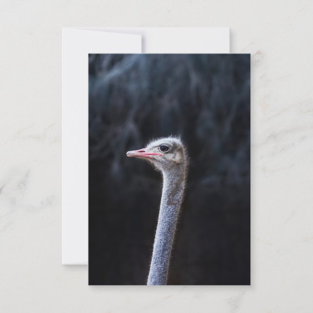 ostrich portrait     invitation (Front)