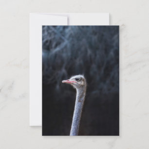 ostrich portrait     invitation