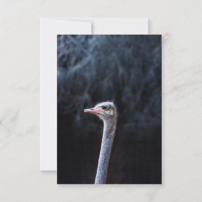 ostrich portrait     invitation (Front)