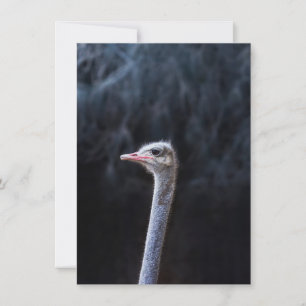 ostrich portrait invitation