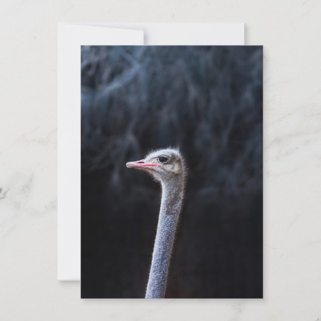 ostrich portrait     invitation (Front)