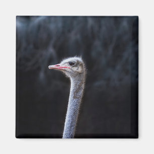 ostrich portrait magnet