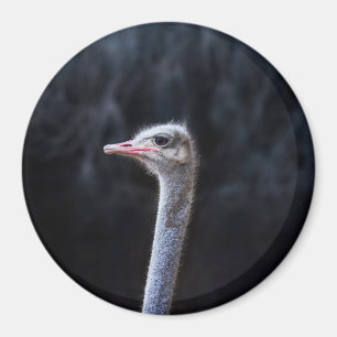 ostrich portrait     magnet