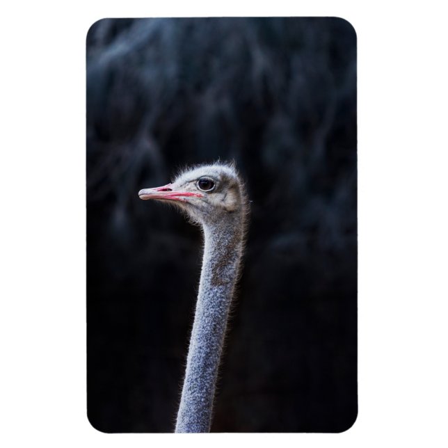 ostrich portrait  magnet (Vertical)