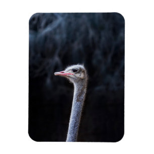 ostrich portrait magnet