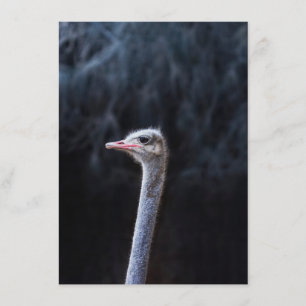 ostrich portrait     menu