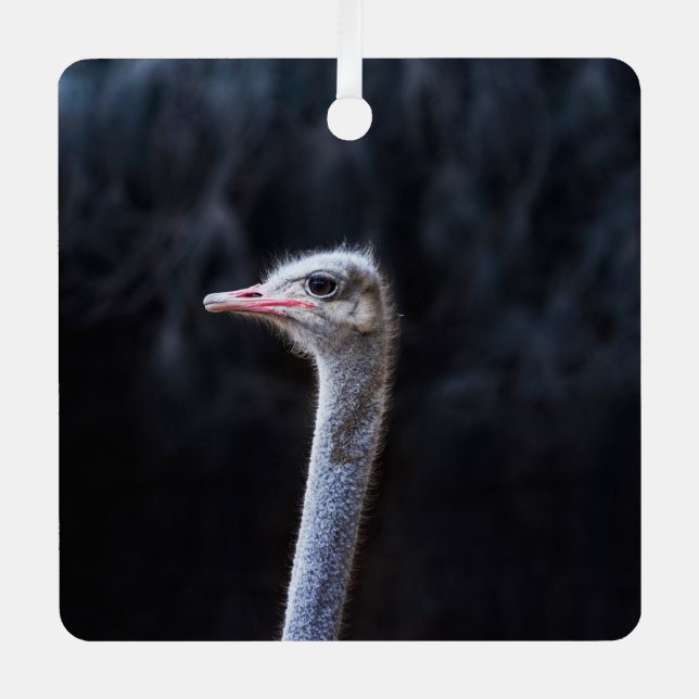 ostrich portrait  metal tree decoration (Front)