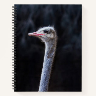 ostrich portrait notebook
