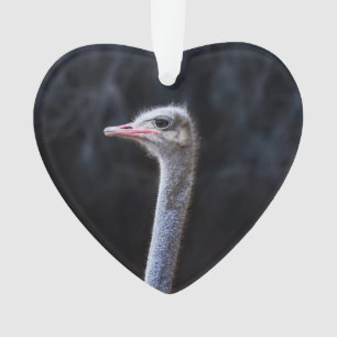ostrich portrait   ornament