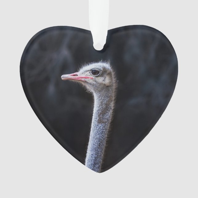 ostrich portrait   ornament (Front)