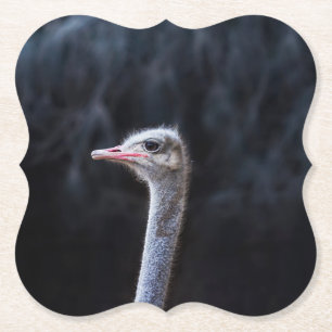 ostrich portrait     paper coaster