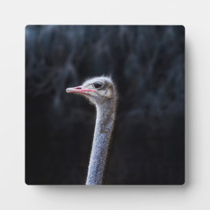 ostrich portrait plaque