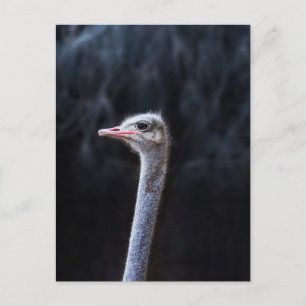 ostrich portrait    postcard
