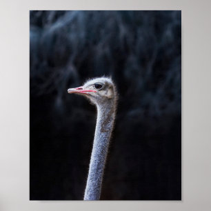 ostrich portrait poster