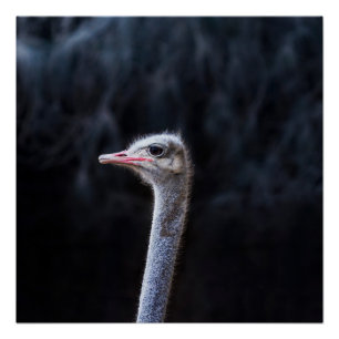 ostrich portrait poster