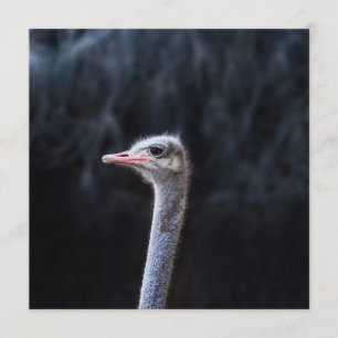 ostrich portrait programme