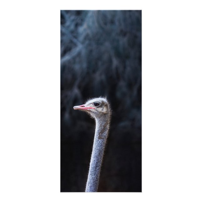ostrich portrait   rack card (Front)