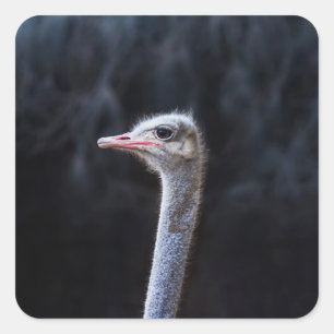 ostrich portrait    square sticker