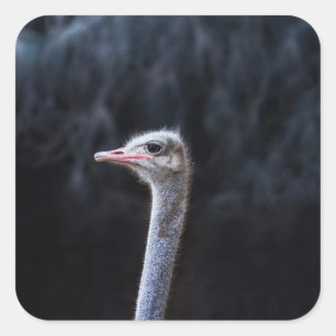 ostrich portrait square sticker